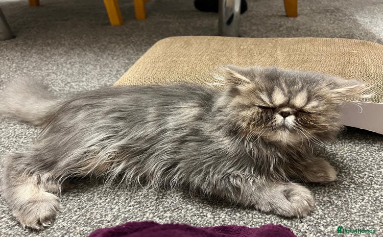 Persian cats - Advert 1
