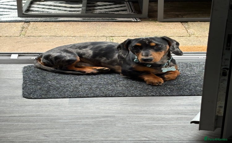 Miniature Dachshund dogs - Advert 1