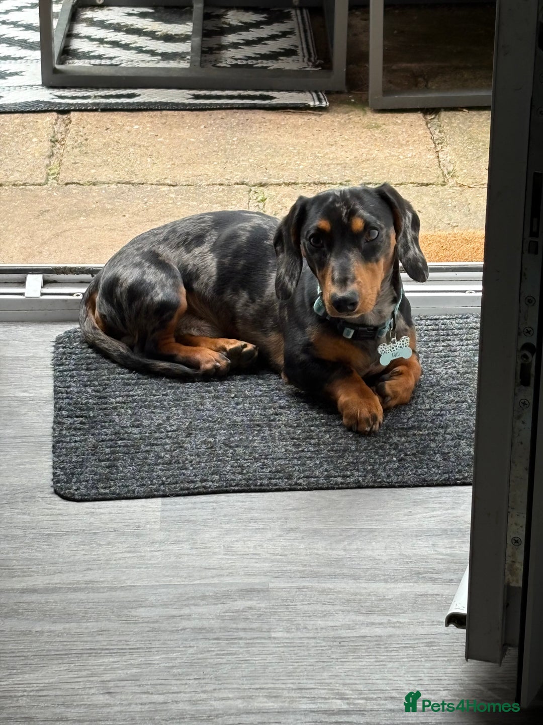 Miniature Dachshund dogs for sale: 1 year 1 month miniature dachshund male dapple - Image 1