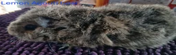 Guinea Pig rodents for sale: Rex and Funky boars and sows - Advert 16