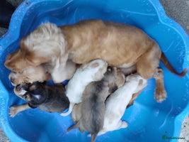 Cocker Spaniel dogs - Advert 2