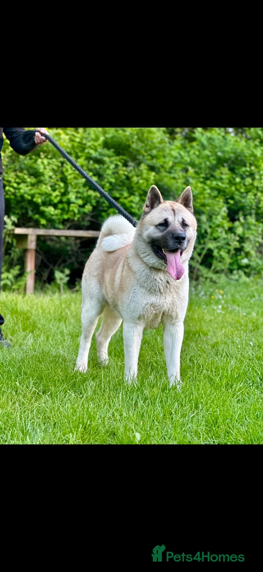 Akita dogs American Akita puppy’s for sale - Advert 2