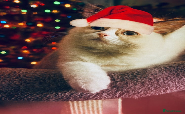 Ragdoll cats 🩵 Beautiful Ragdoll Kittens Ready at 12 Weeks! 🩵 - Advert 7