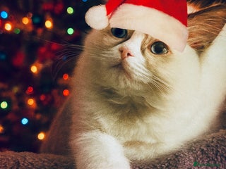 Ragdoll cats 🩵 Beautiful Ragdoll Kittens Ready at 12 Weeks! 🩵 - Advert 5