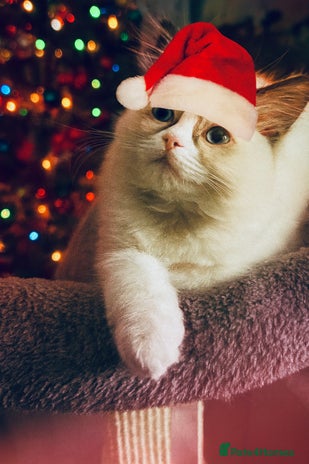 Ragdoll cats 🩵 Beautiful Ragdoll Kittens Ready at 12 Weeks! 🩵 - Advert 7