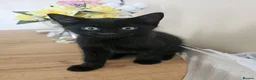 Mixed Breed cats for sale: 3 Playful Black Brother Kittens Looking for Homes - Advert 24