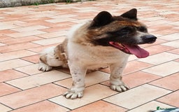 Akita dogs for sale: Big American Akita - Image 3