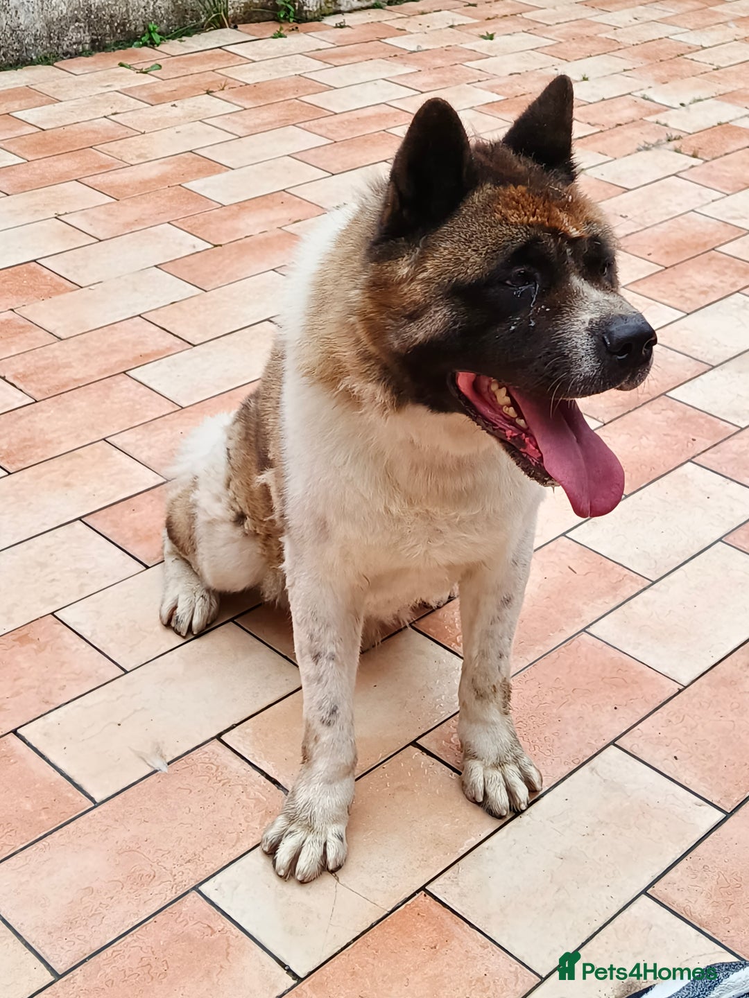 Akita dogs for sale: Big American Akita - Image 3