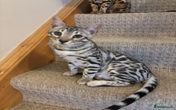 Bengal cats for sale: Stunning TICA registered bengal kittens  in Huntly - Image 23