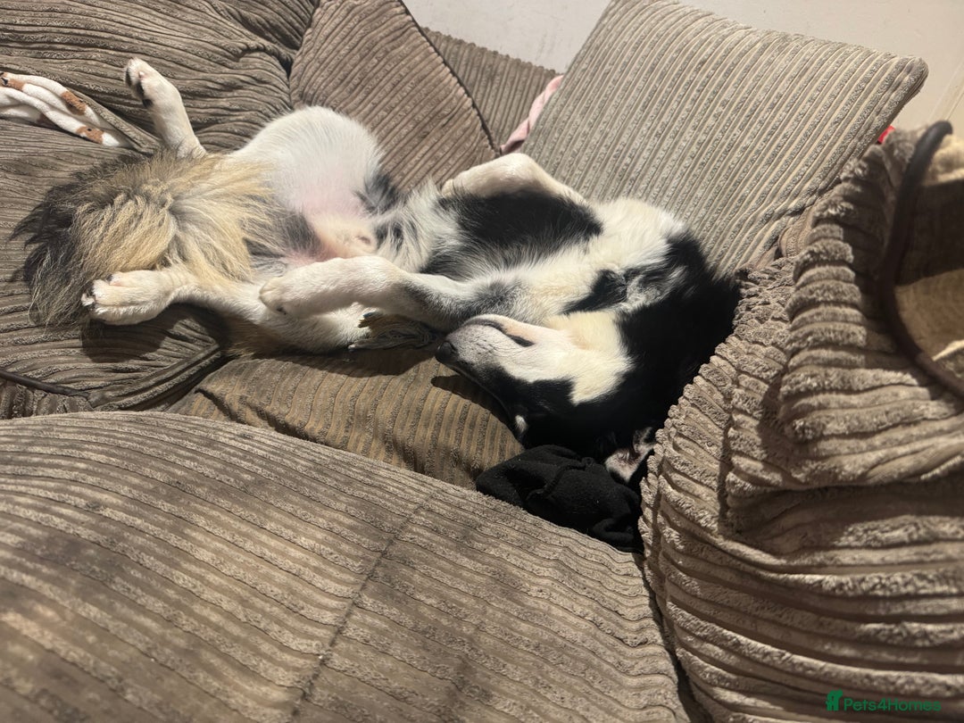 Mixed Breed dogs for sale: Meet Sparks - Image 29