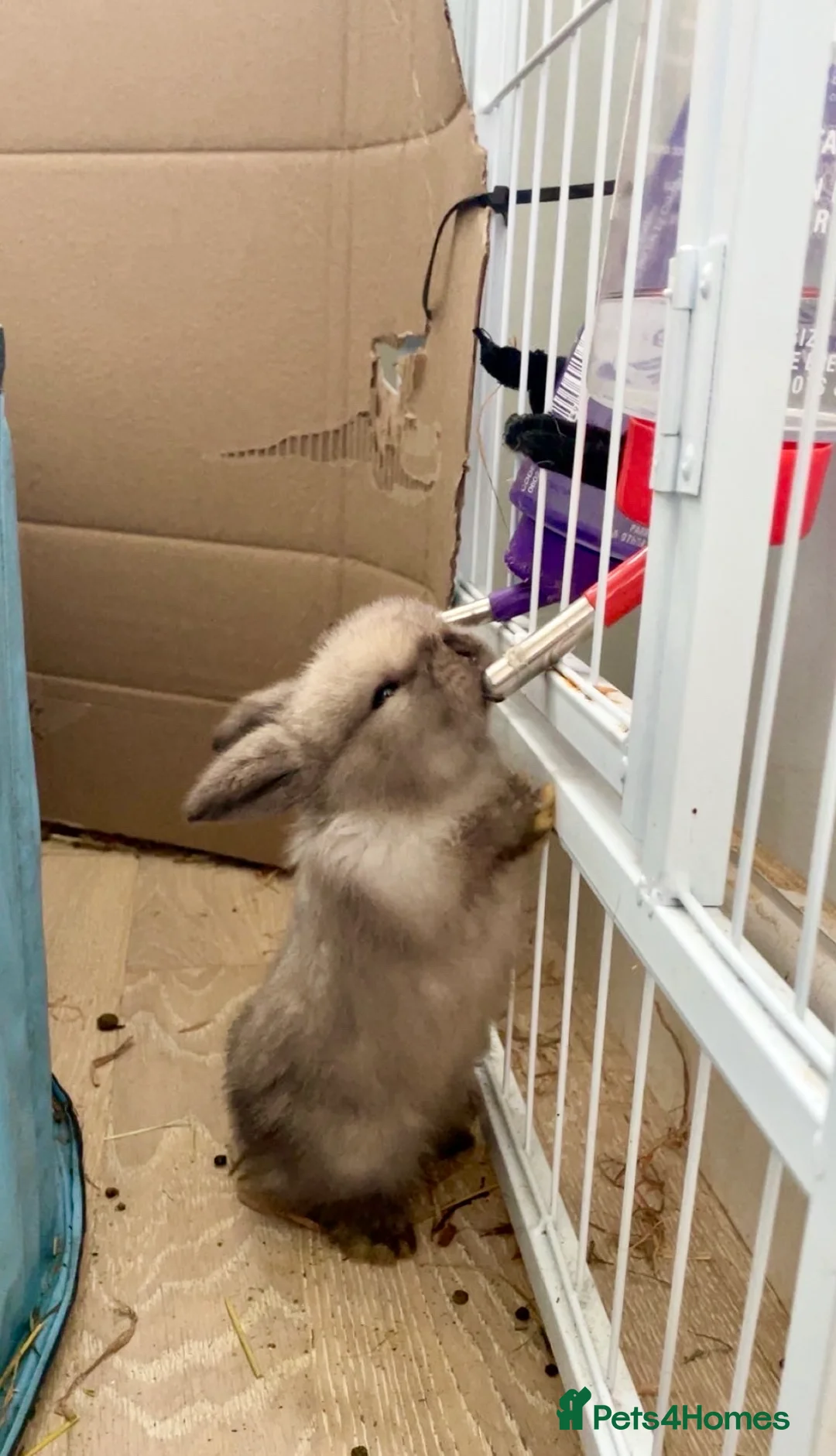 Mini Lop rabbits for sale: Cute mini baby lops for sale  - Advert 4