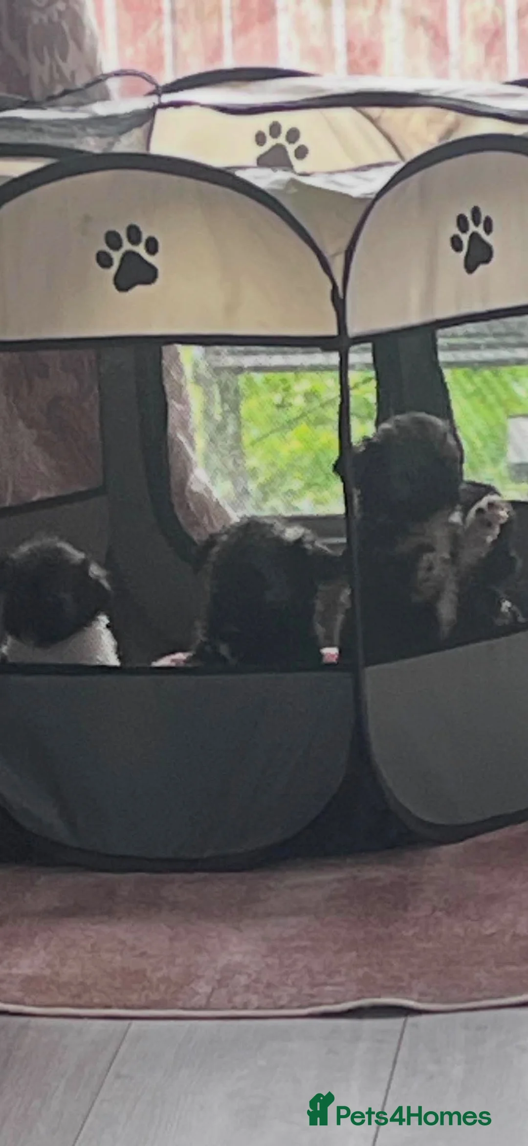 Lhasa Apso dogs for sale: Lhasa Apso Puppies for sale in Lanark - Advert 2