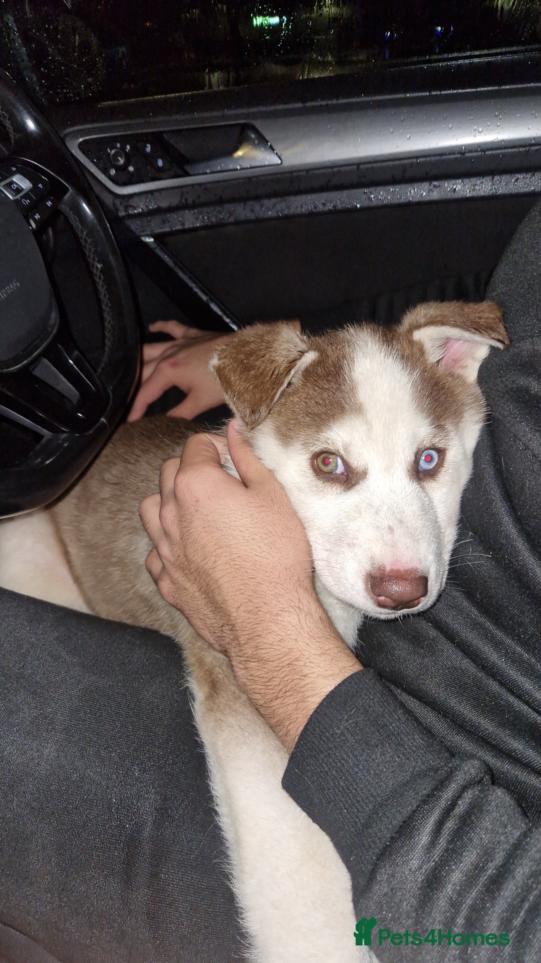 Siberian Husky dogs for sale: Husky puppy's  - Advert 8