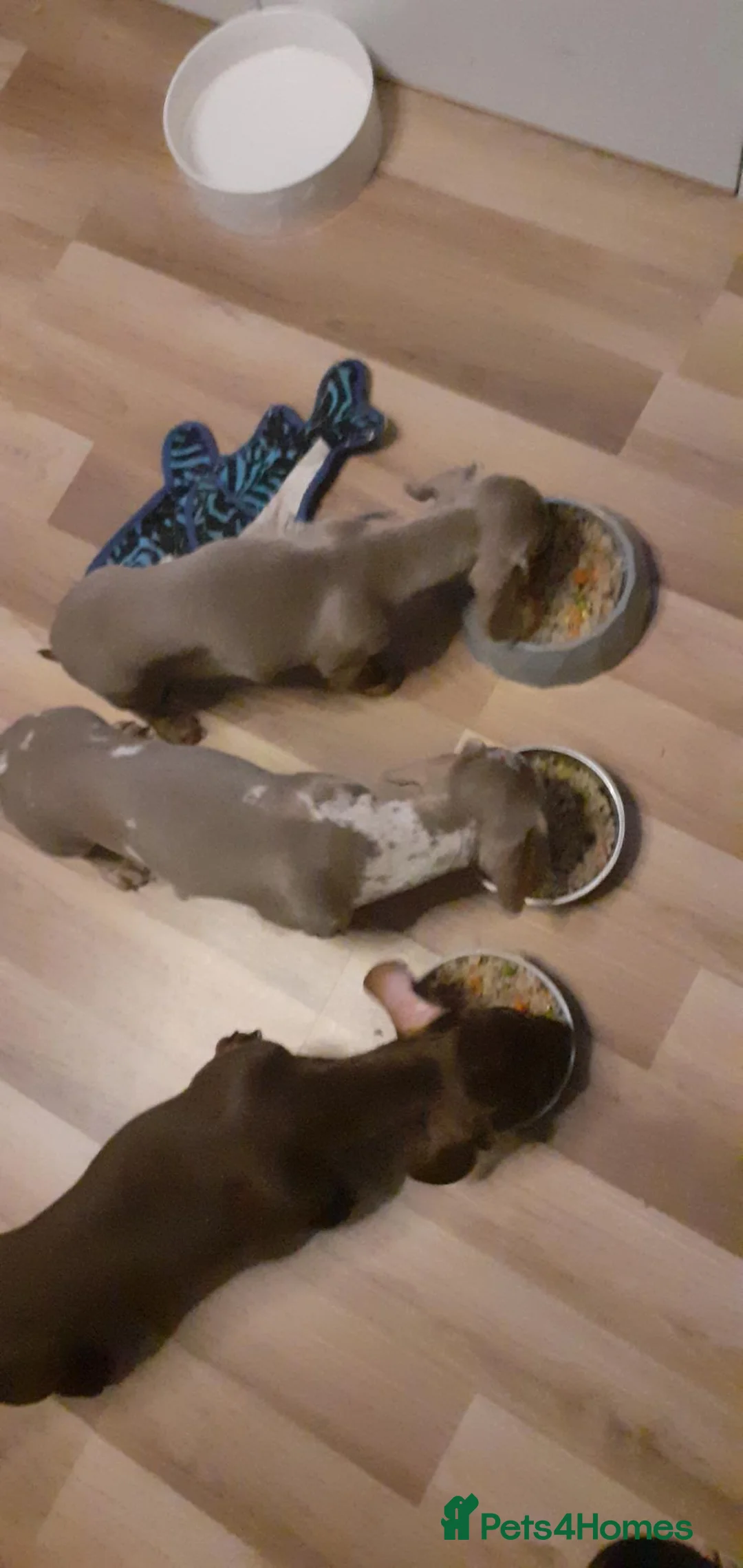 Miniature Dachshund dogs for sale: Isabella dapple boy !!! - Advert 2