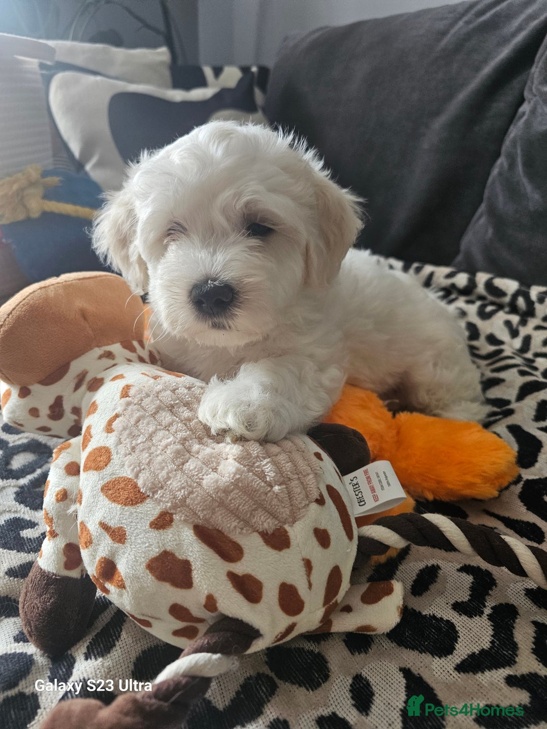 Maltese dogs for sale: Maltese ready to find their forever home now - Image 14