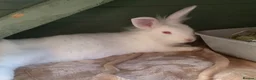 Lionhead rabbits for sale: Two Lion Head Crosses - Advert 11