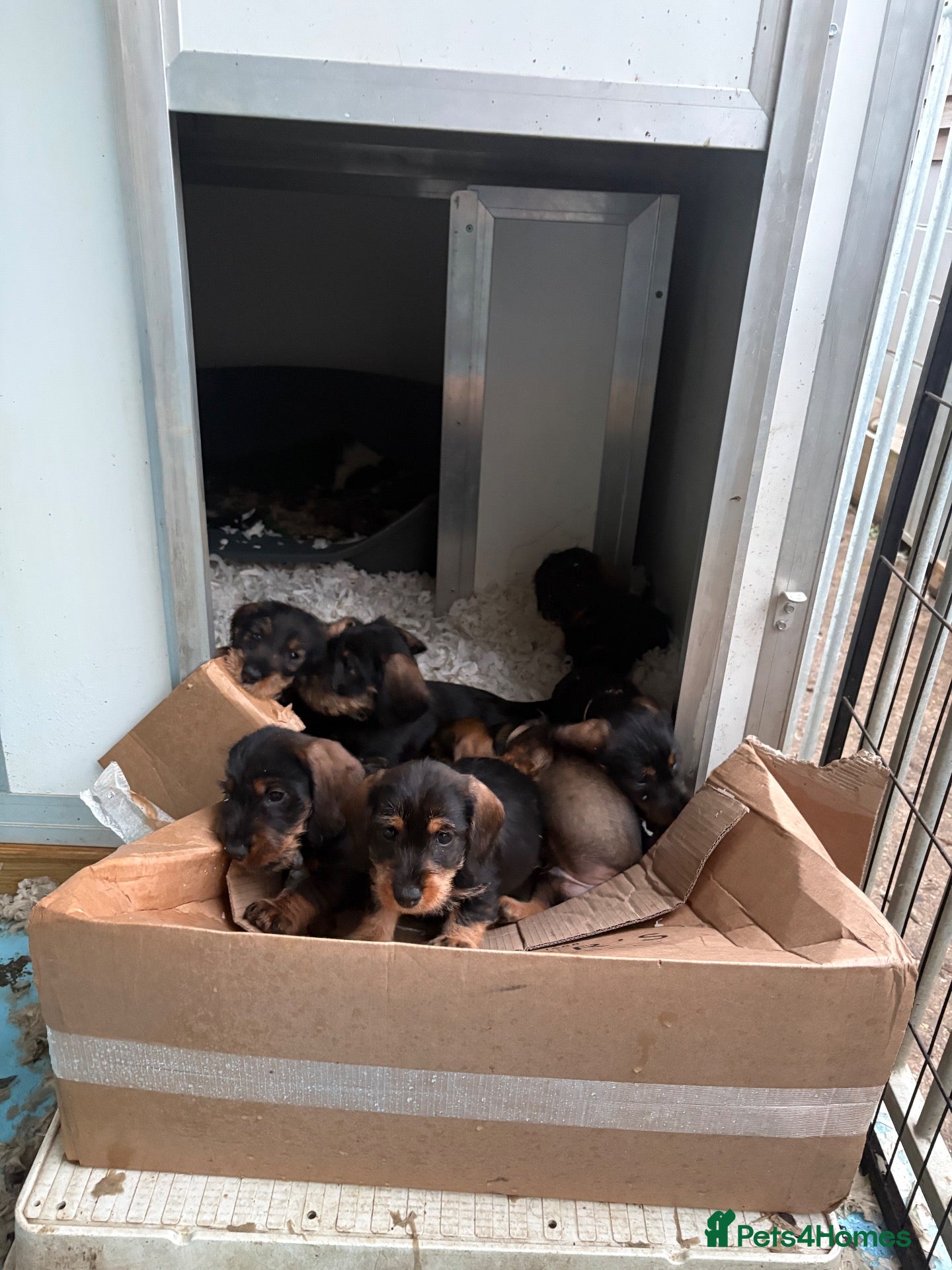 Dachshund dogs for sale: Wired Hair Dachshund Teckle Puppies - Advert 2