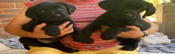 Labrador Retriever dogs for sale: Show champion sired Show bred quality labradors - Advert 4