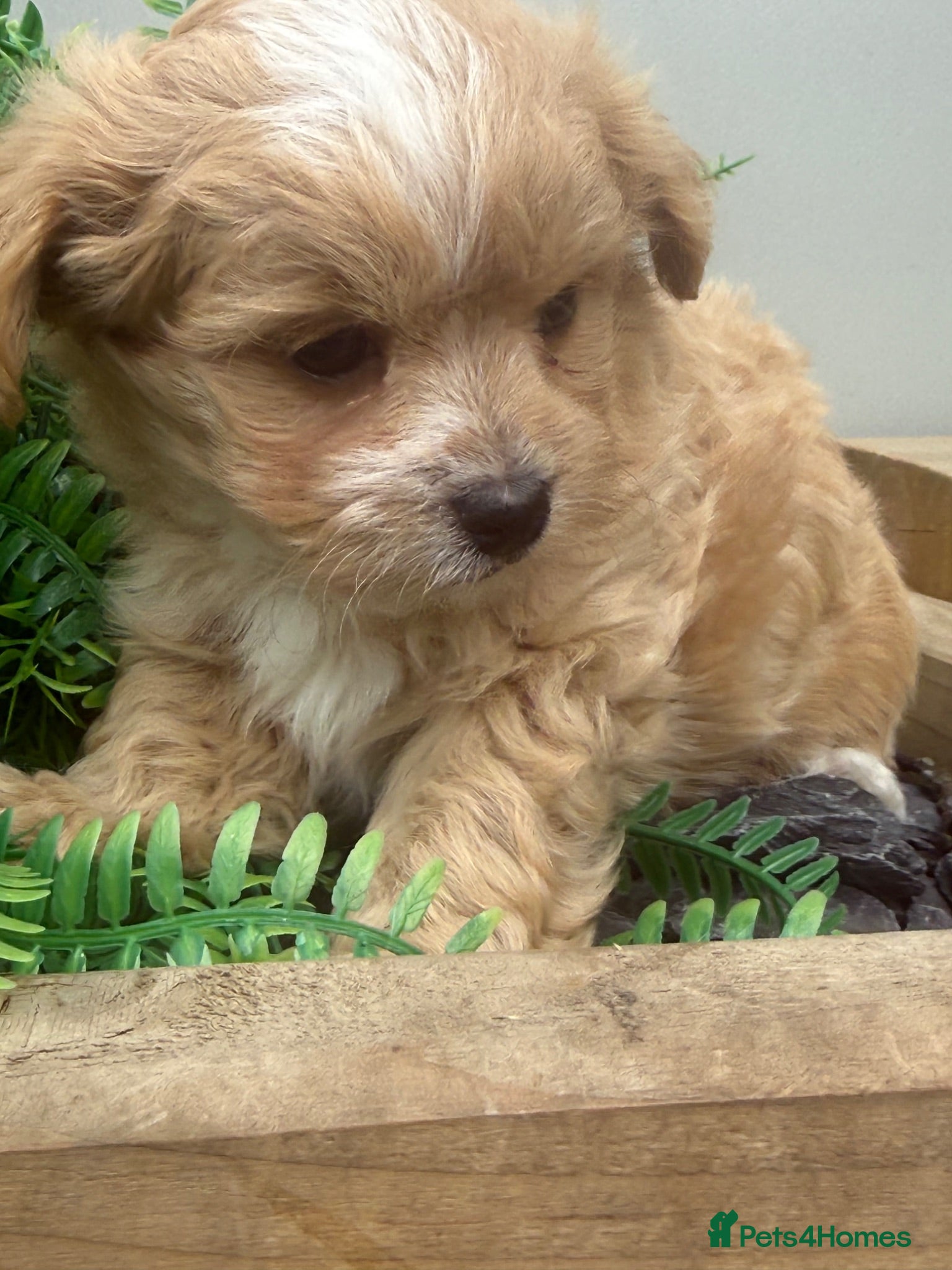 Maltipoo dogs Stunning Maltipoo’s - Advert 1
