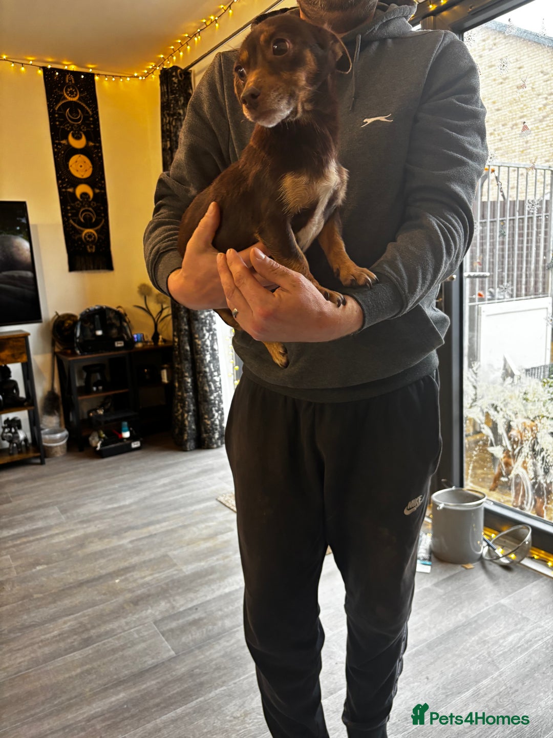 Jack Russell dogs for sale: Beautiful miniature pure Jack Russell’s  - Advert 9