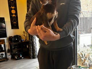 Jack Russell dogs Beautiful miniature pure Jack Russell’s - Advert 17