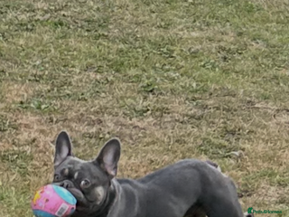 French Bulldog dogs French bull dog stud - Advert 6