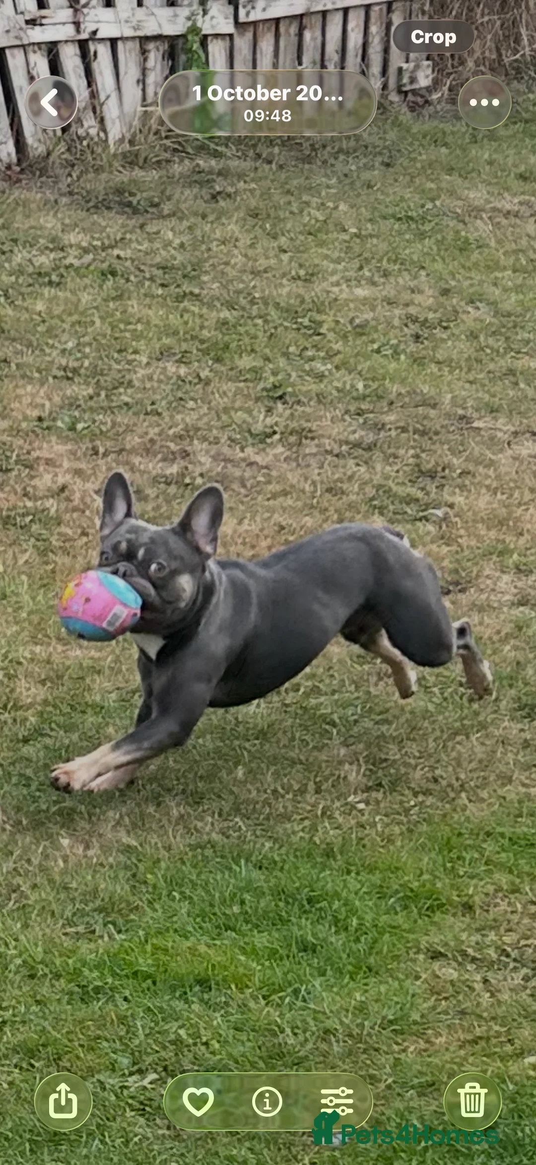 French Bulldog dogs for stud: French bull dog stud  - Advert 1