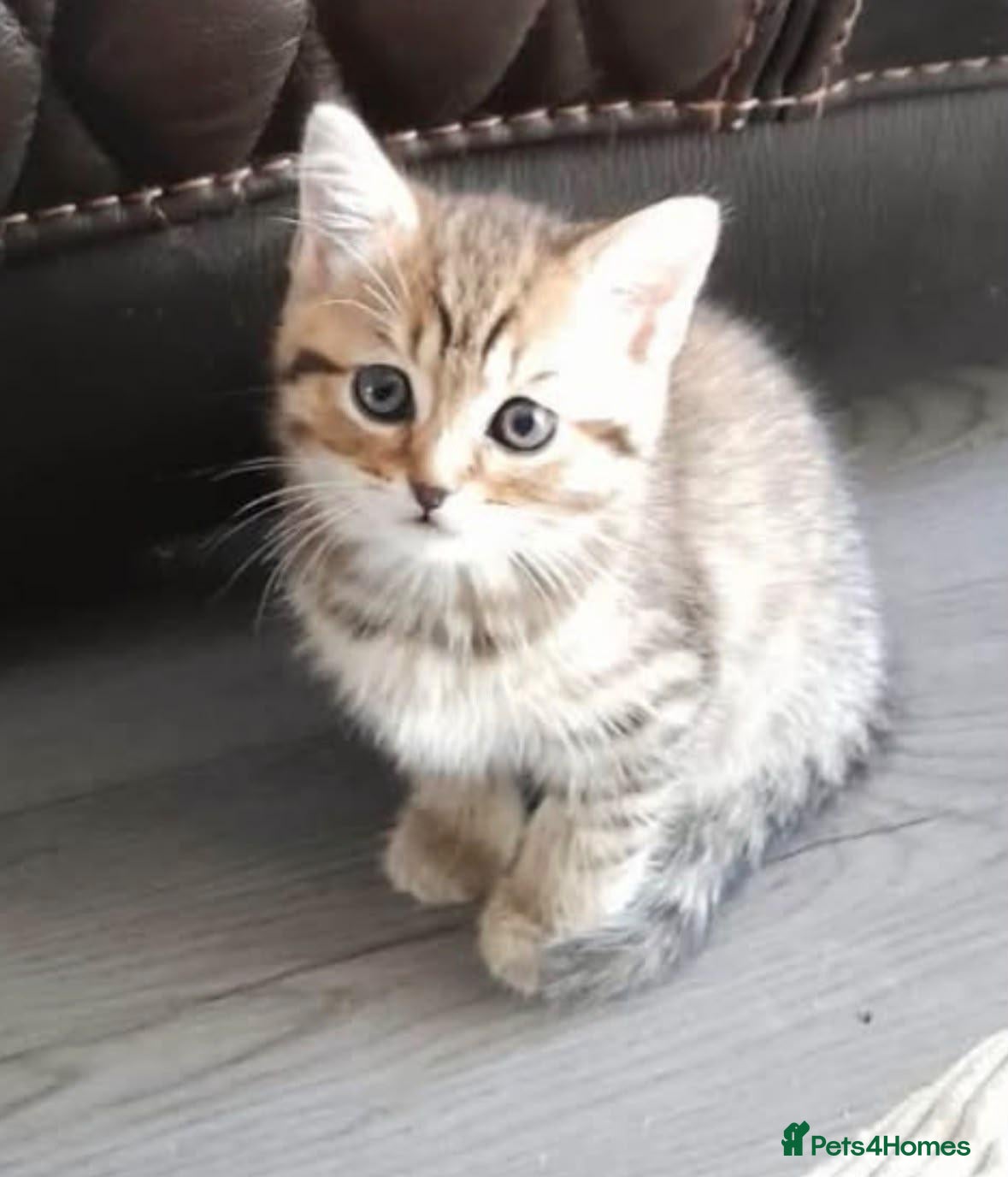 British Shorthair cats 8 week old little girl  - Advert 7