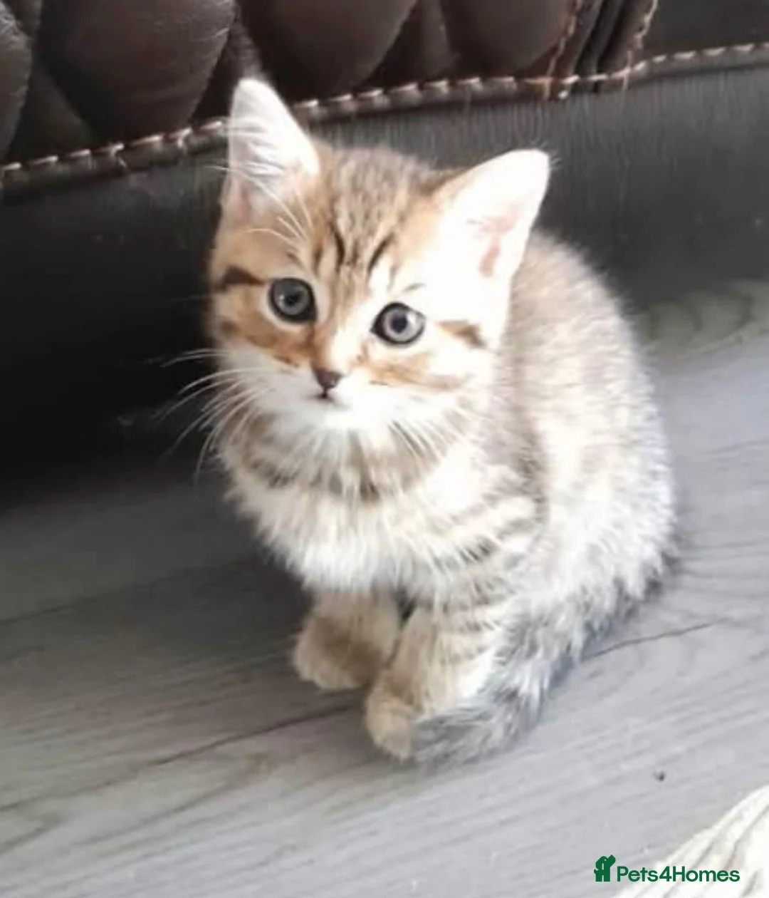 British Shorthair cats for sale: 8 week old little girl  - Advert 1