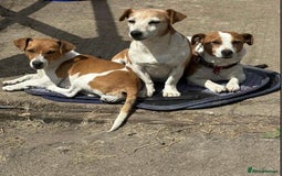 Jack Russell dogs for sale: Jack Russell Puppies  - Image 8