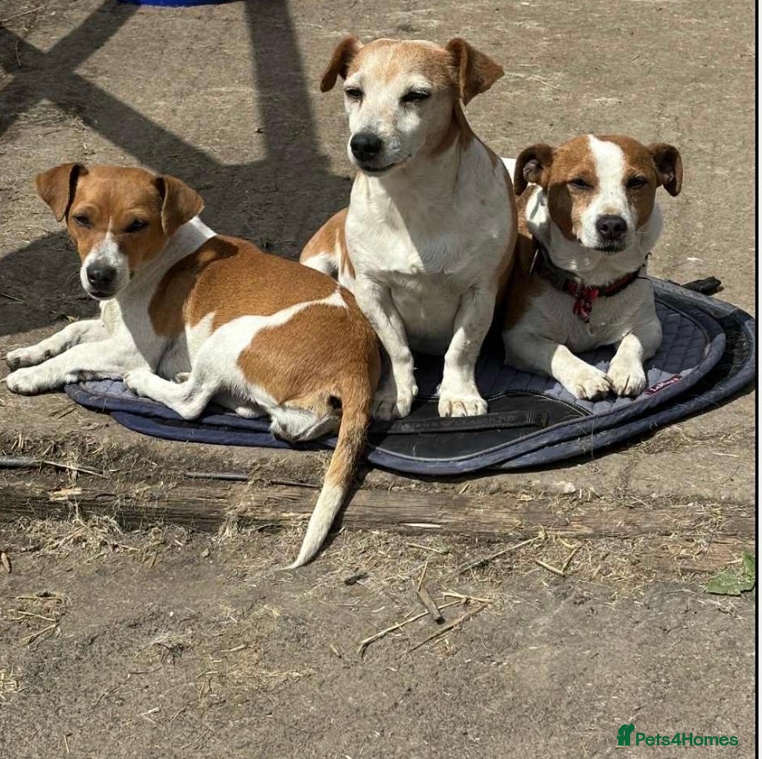 Jack Russell dogs for sale: Jack Russell Puppies  - Image 8