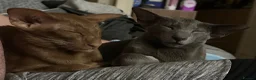 Oriental cats for sale: 2 Neutered Female Oriental Shorthair Cats in Skelmersdale - Advert 1
