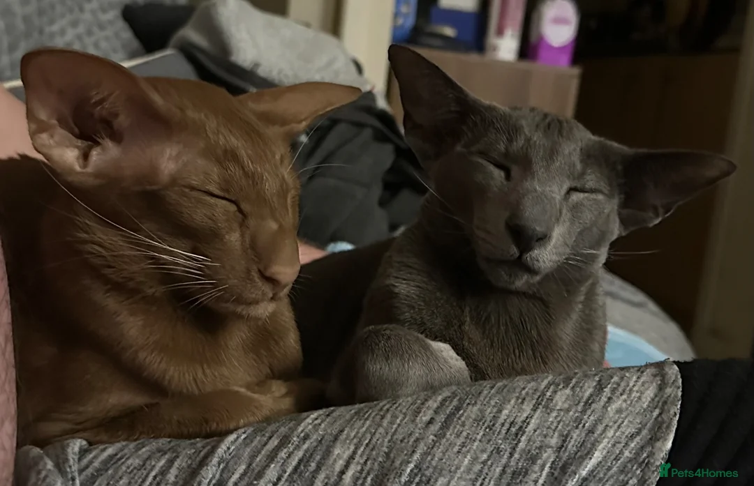 Oriental cats for sale: 2 Neutered Female Oriental Shorthair Cats in Skelmersdale - Advert 1