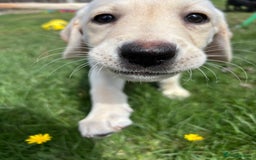 Labrador Retriever dogs for sale: KC Registered+Health checked Labrador puppies! in Rotherham - Image 4