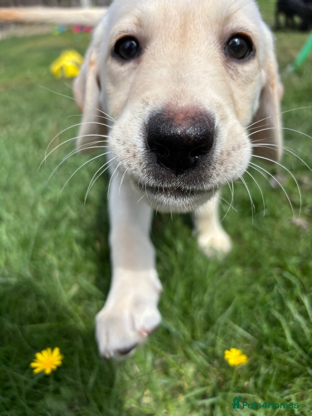 Labrador Retriever dogs for sale: KC Registered+Health checked Labrador puppies! in Rotherham - Image 4