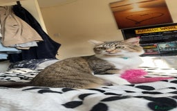 Mixed Breed cats for sale: Almost 3 year old girl cat  - Image 2