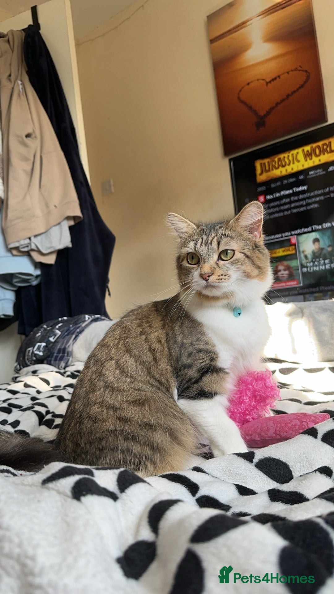 Mixed Breed cats for sale: Almost 3 year old girl cat  - Image 2