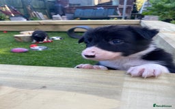 Border Collie dogs for sale: Rosie’s Collie Pups - Image 10