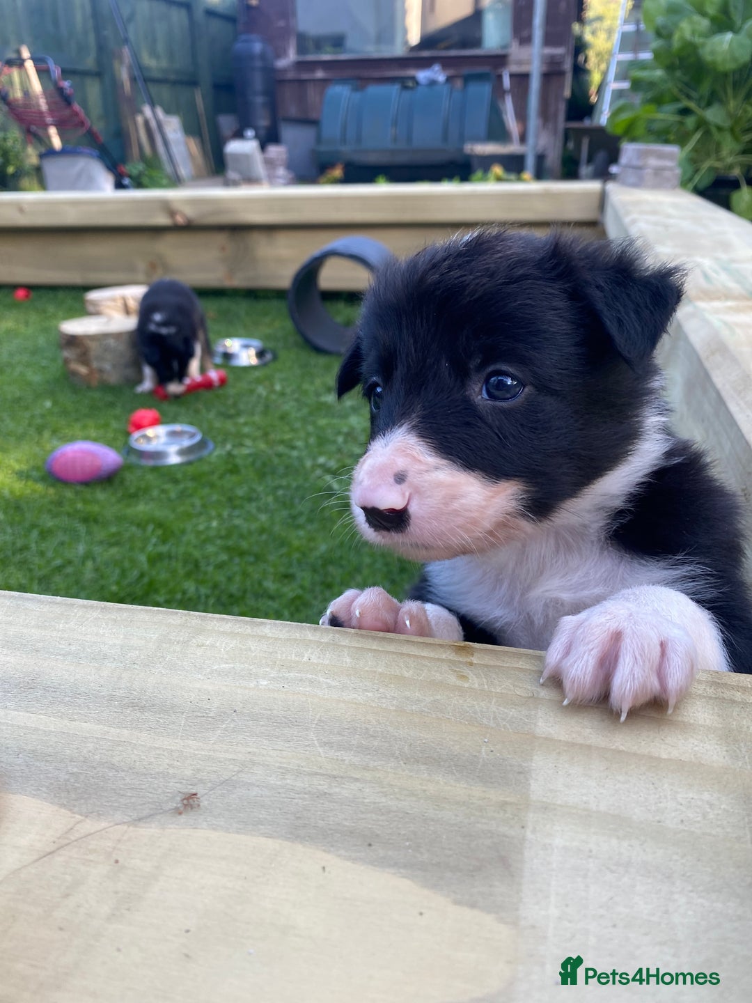Border Collie dogs for sale: Rosie’s Collie Pups - Image 10