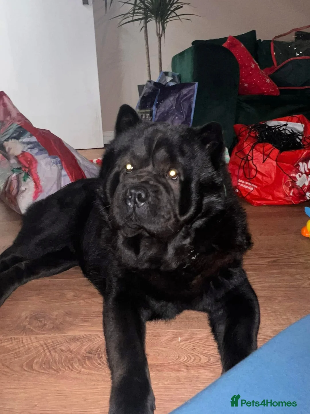 Chow Chow dogs for stud: RAVEN - Advert 2