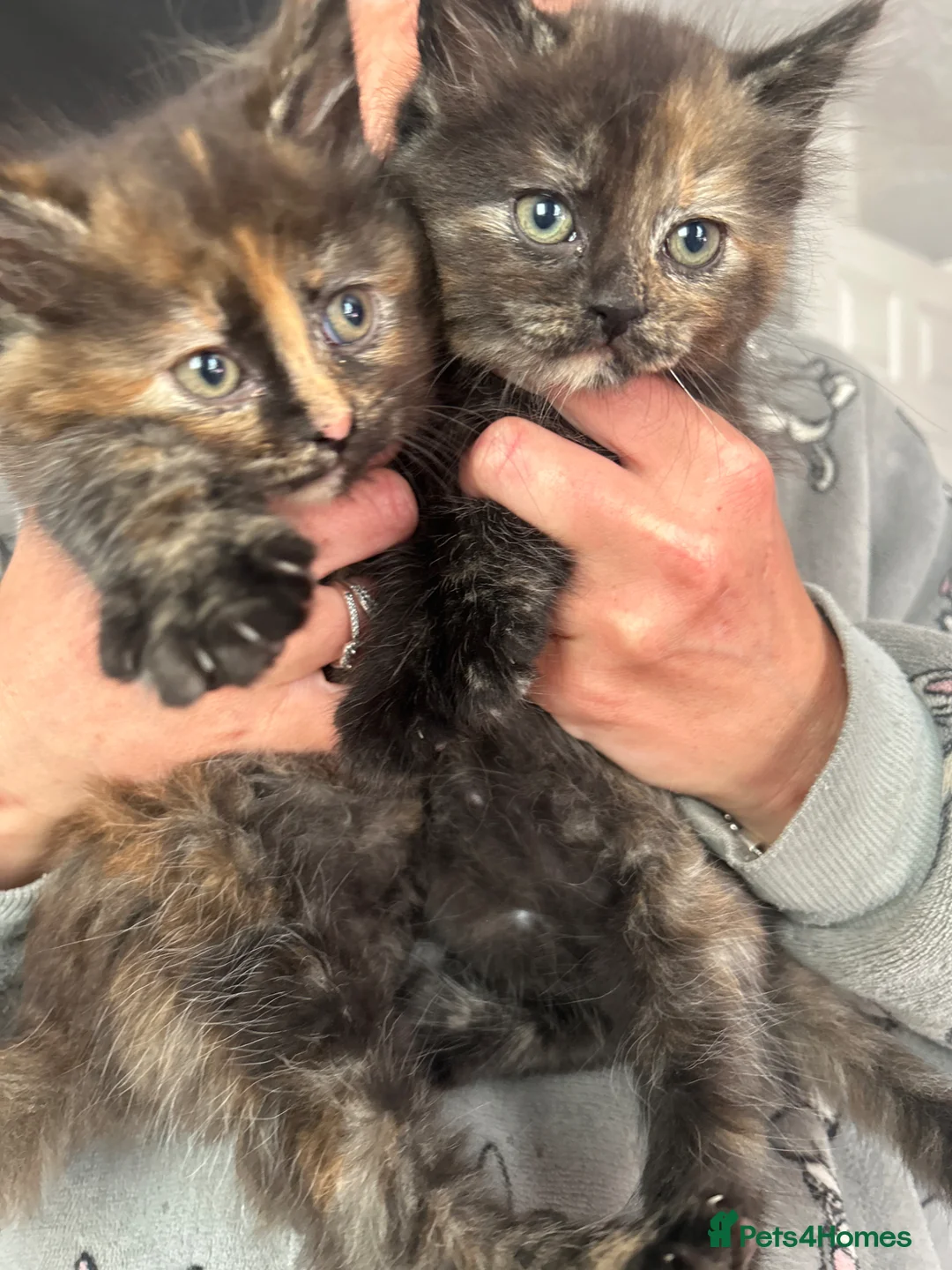 Mixed Breed cats for sale: Kittens in Morecambe - Advert 2