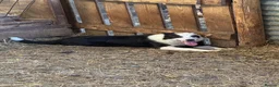 Border Collie dogs for sale: Lovely young sheepdog in Denbigh - Advert 1