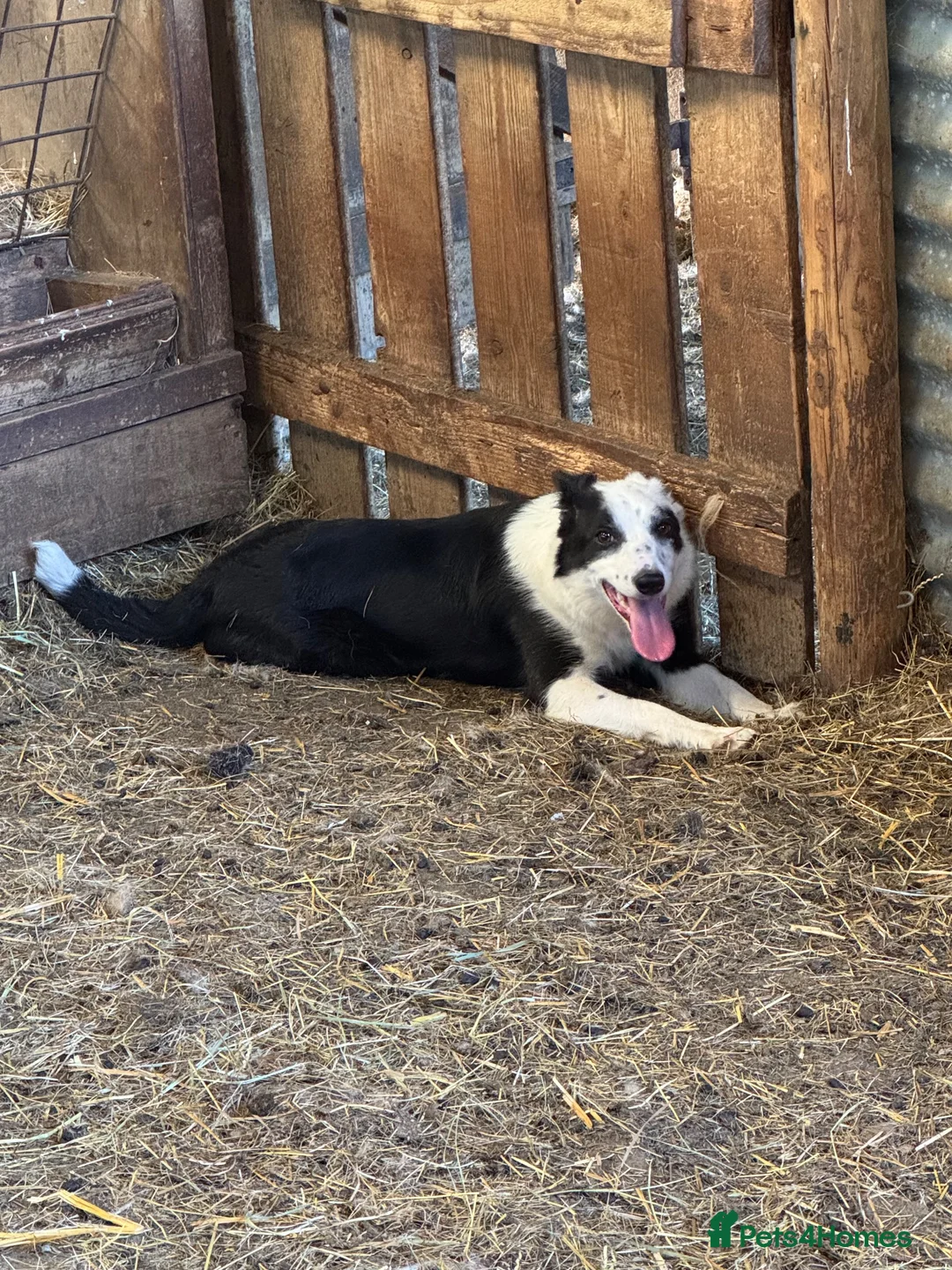 Border Collie dogs for sale: Lovely young sheepdog in Denbigh - Advert 1