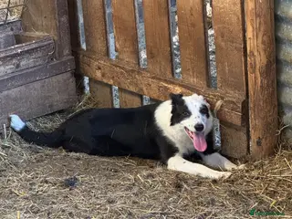 Border Collie dogs Lovely young sheepdog - Advert 1