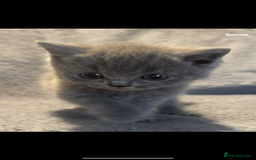 British Shorthair cats for sale: British shorthair kittens - Image 9