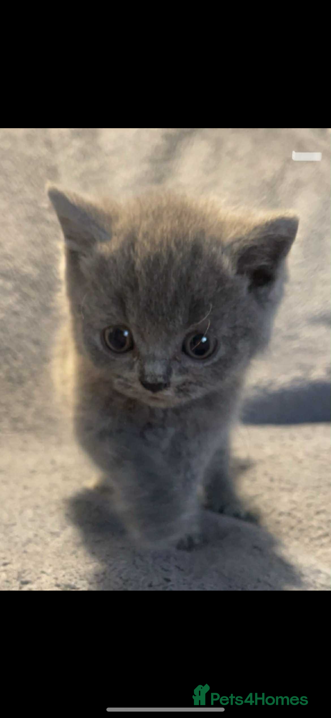 British Shorthair cats for sale: British shorthair kittens - Image 9