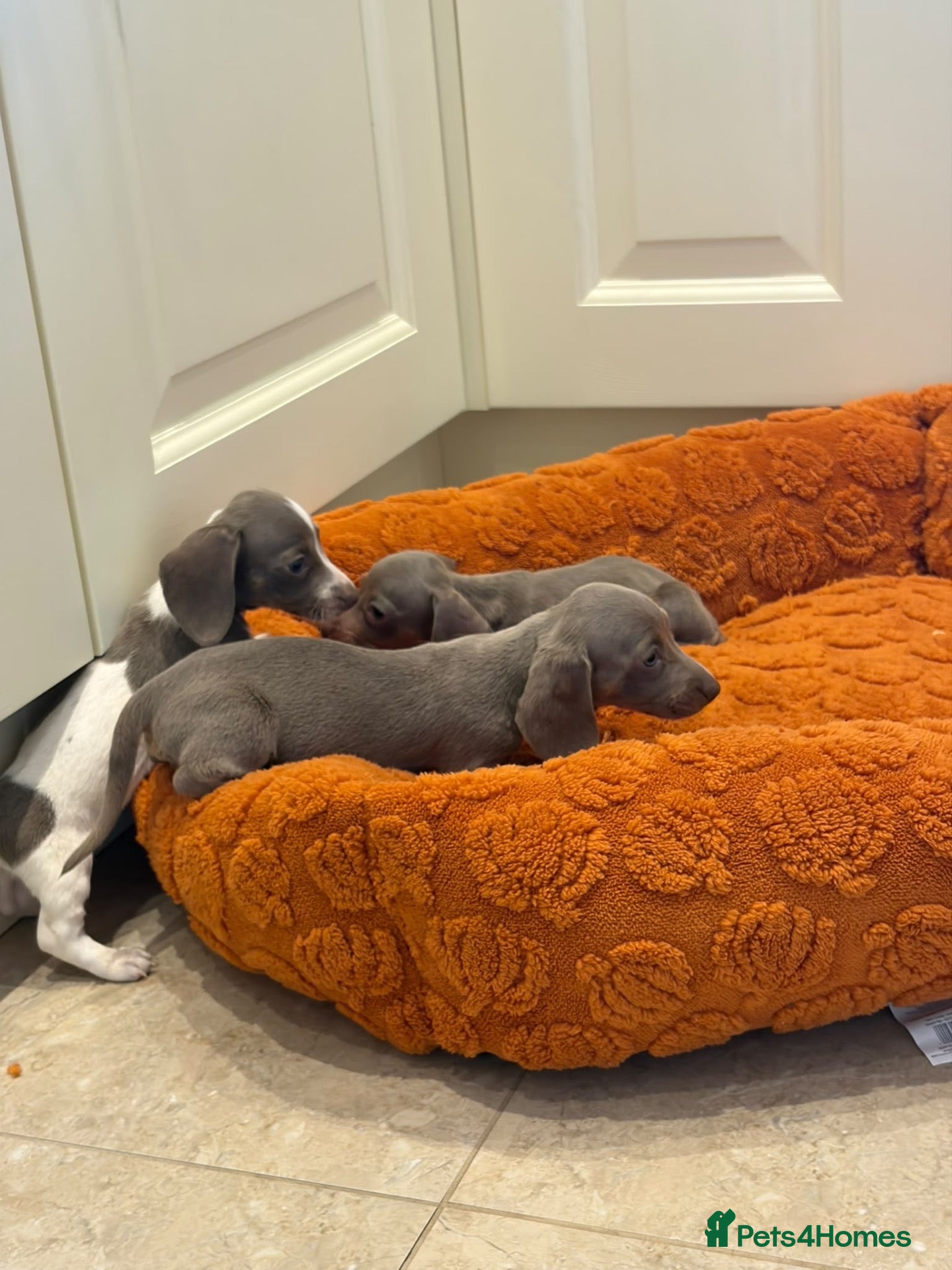 Dachshund dogs Miniature dachshund - Advert 13