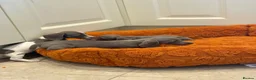Dachshund dogs for sale: Miniature dachshund - Advert 2