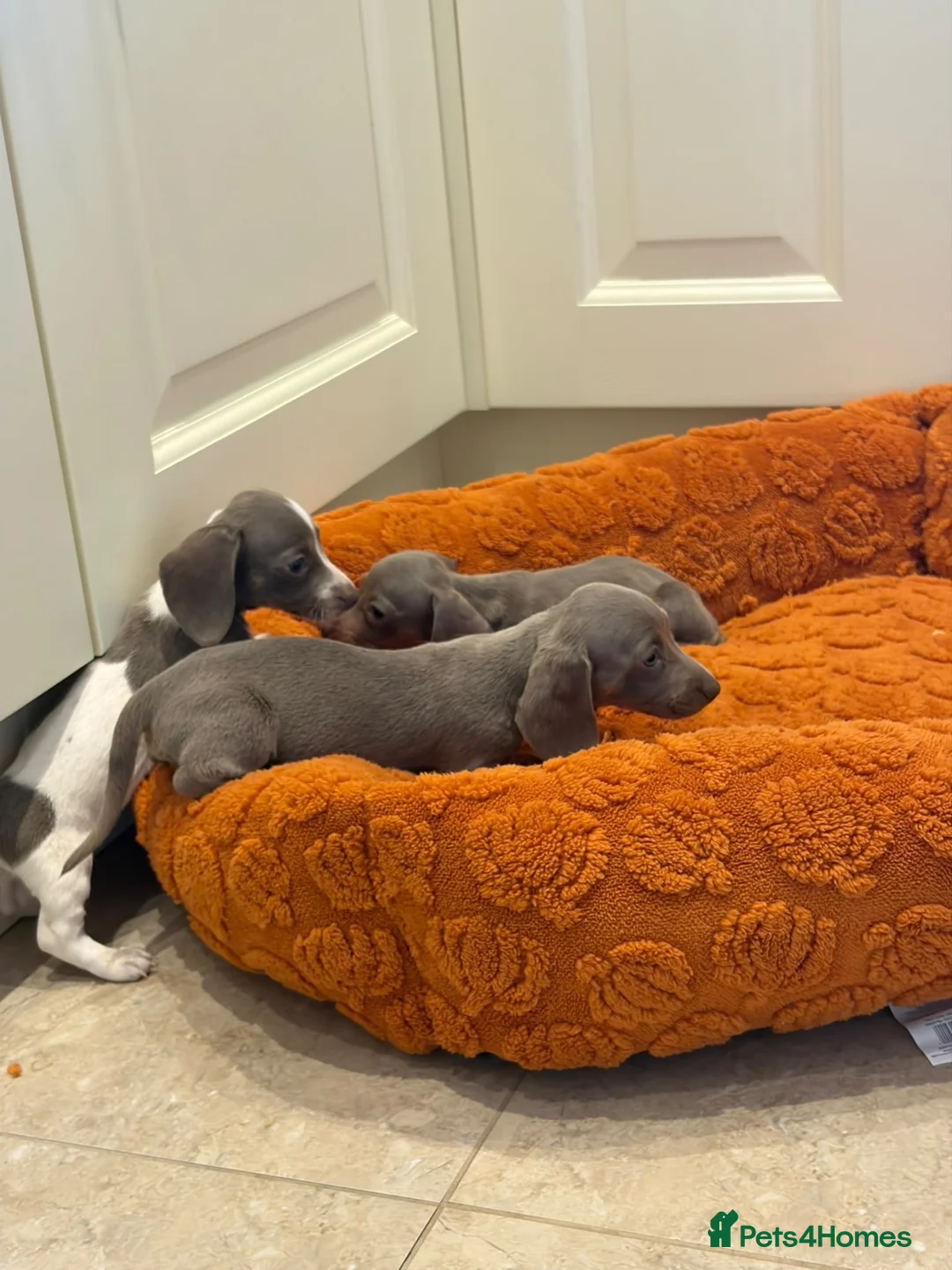 Dachshund dogs for sale: Miniature dachshund - Advert 2