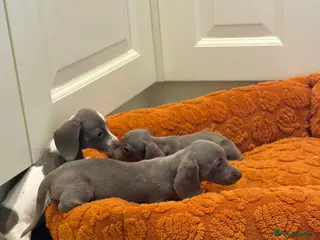 Dachshund dogs Miniature dachshund - Advert 13